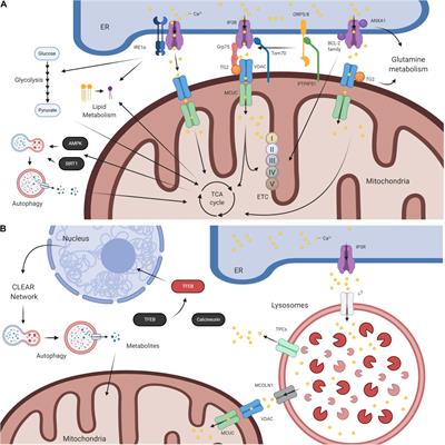 In the Right Place at the Right Time: Regulation of Cell Metabolism by IP3R-Mediated Inter-Organelle Ca2+ Fluxes